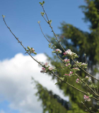Apfelblüte