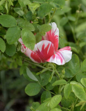 Flammtulpenrest