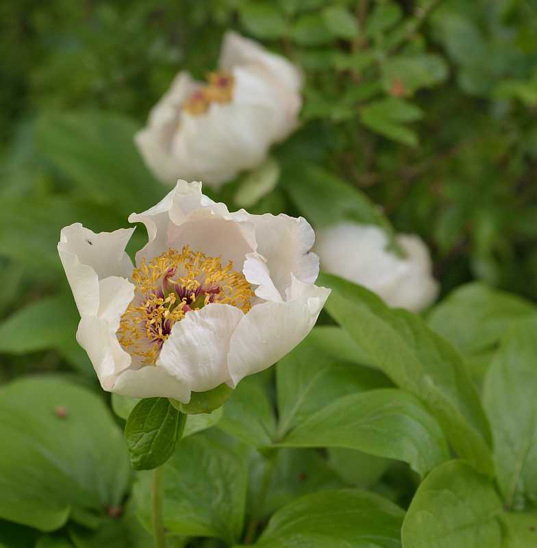 Paeonia Avant Garde