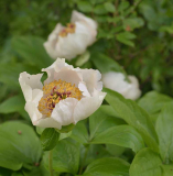 Paeonia Avant Garde