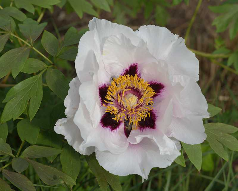 Rockii UK-Form