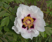 Rockii UK-Form