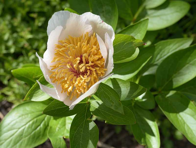 Paeonia Sanctus