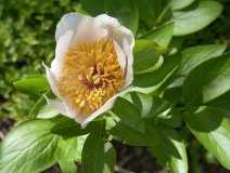 Paeonia Sanctus
