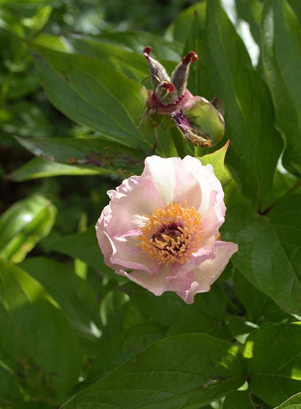 Paeonia Mai fleuri