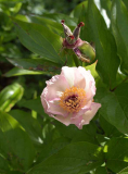 Paeonia Mai fleuri