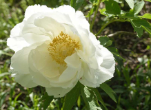 Paeonia Fuji no mine