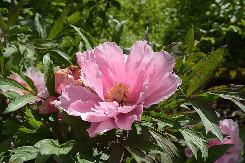 Paeonia Tamafuyo