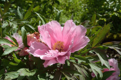 Paeonia Tamafuyo