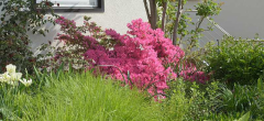 Vorgarten pink