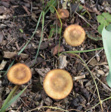 Vorgarten Pilze