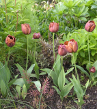 Vorgarten Tulpe Dom Pedro