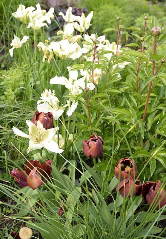 Vorgarten Tulpenkombi