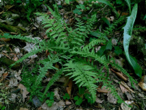 athyrium filix-femina 'victoriae' I (falsch) 