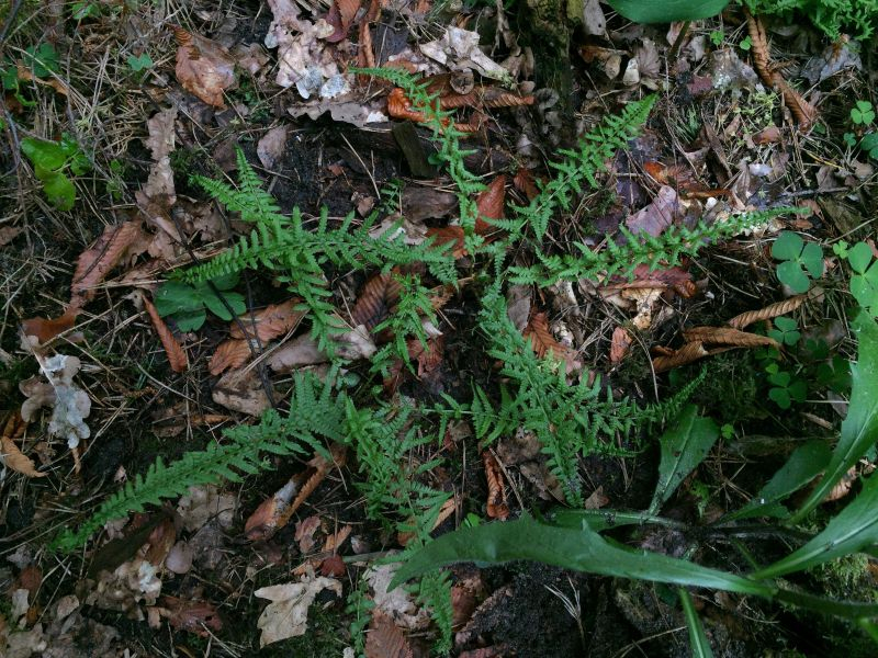 athyrium filix-femina 'victoriae' (falsch, sortiert) ex uk