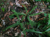 athyrium filix-femina 'victoriae' I (falsch, sortiert)