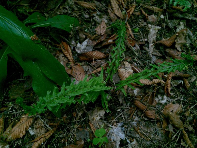 athyrium filix-femina 'dre's dagger' (echt, veg. vermehrt)