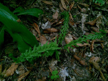 athyrium filix-femina 'dre's dagger' (echt, vegetativ vermehrt)