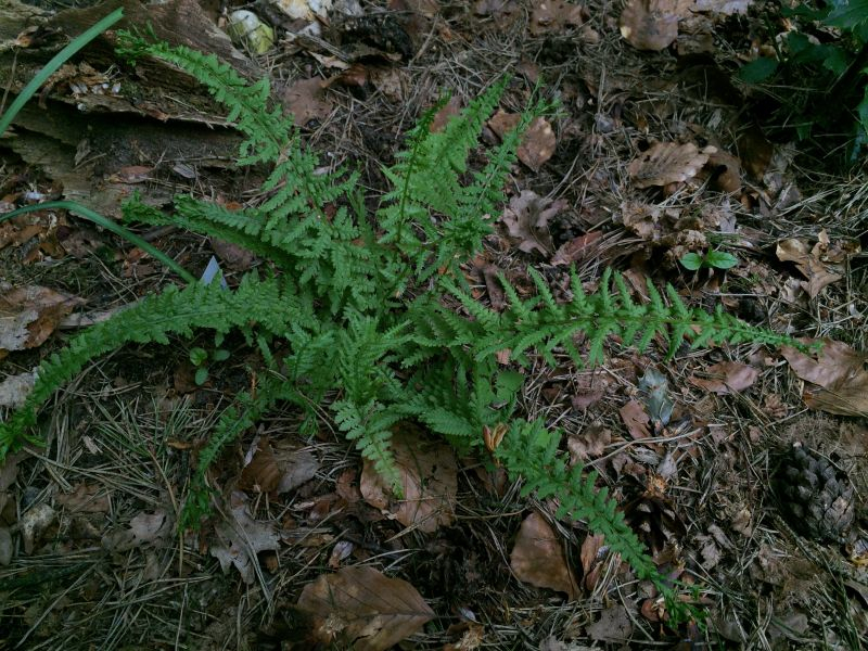 athyrium filix-femina 'victoriae' (falsch) ex uk