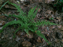 athyrium filix-femina 'victoriae' II (falsch)