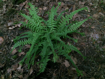 athyrium filix-femina 'dre's dagger' (falsch)