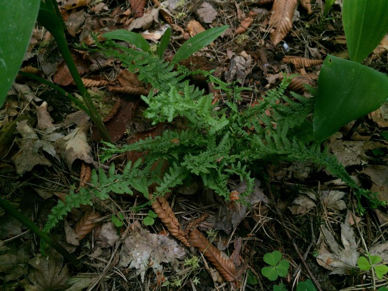 athyrium filix-femina 'victoriae' (falsch) ex uk