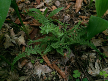 athyrium filix-femina 'victoriae' III (falsch)