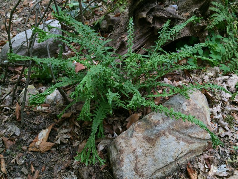 athyrium filix-femina 'dre's dagger' (falsch) ex uk