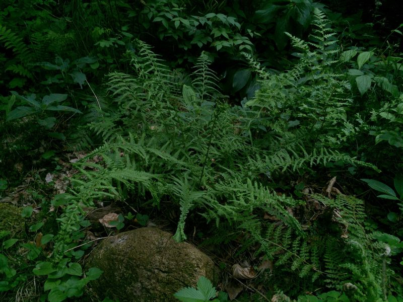athyrium filix-femina 'dre's dagger' (falsch) ex fr