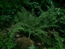 athyrium filix-femina 'dre's dagger' (falsch)