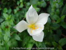 Crocus speciosus f. album - Der Letzte!