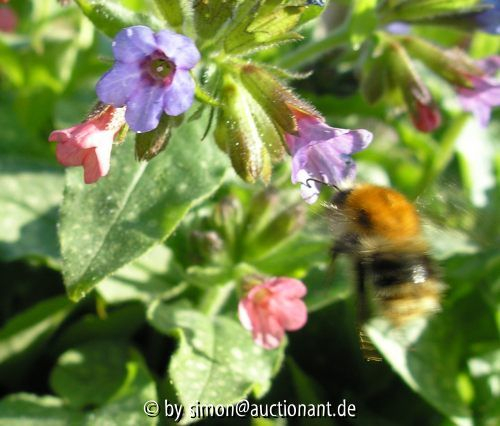 Hummel