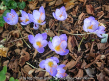  Crocus speciosus var. aitchisonii