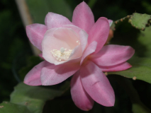 Unbekannte Epikakteehybride5