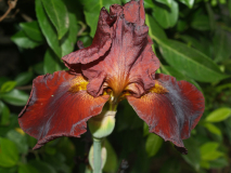 Iris