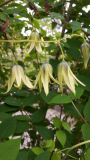 Clematis