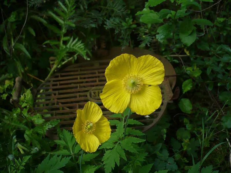 Papaver cambricum
