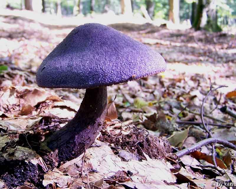 C. violaceus