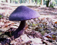 C. violaceus