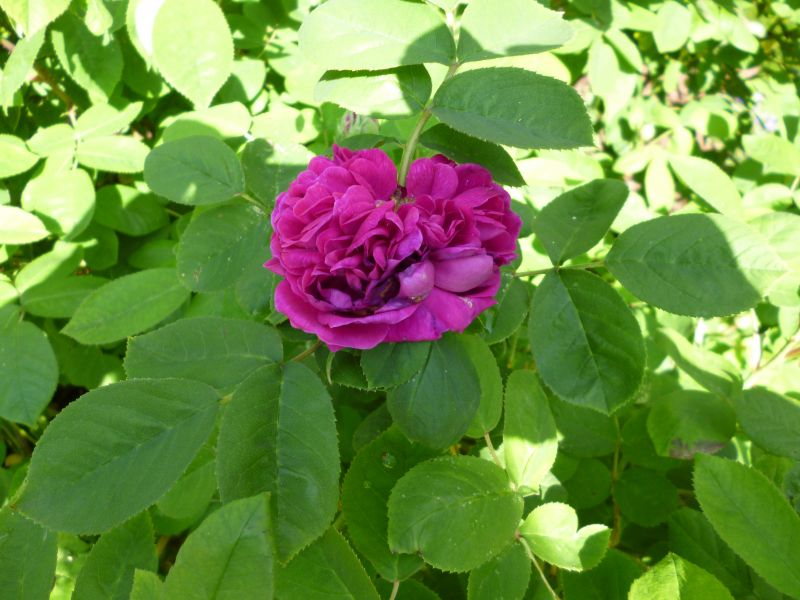Rose de Resht