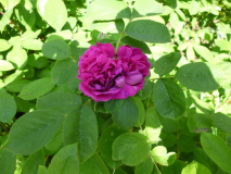 Rose de Resht