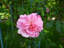 Rose Clair Matin