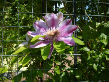 Waldrebe 'Empress' TM