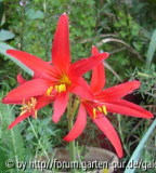 R_splendens.jpg