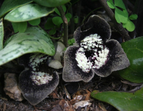 Asarum magnificum