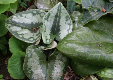 Asarum magnificum