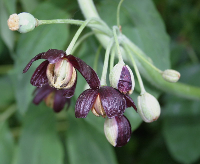Podophyllum spec.