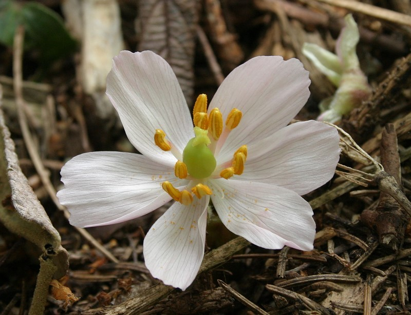 Podophyllum hexandrum