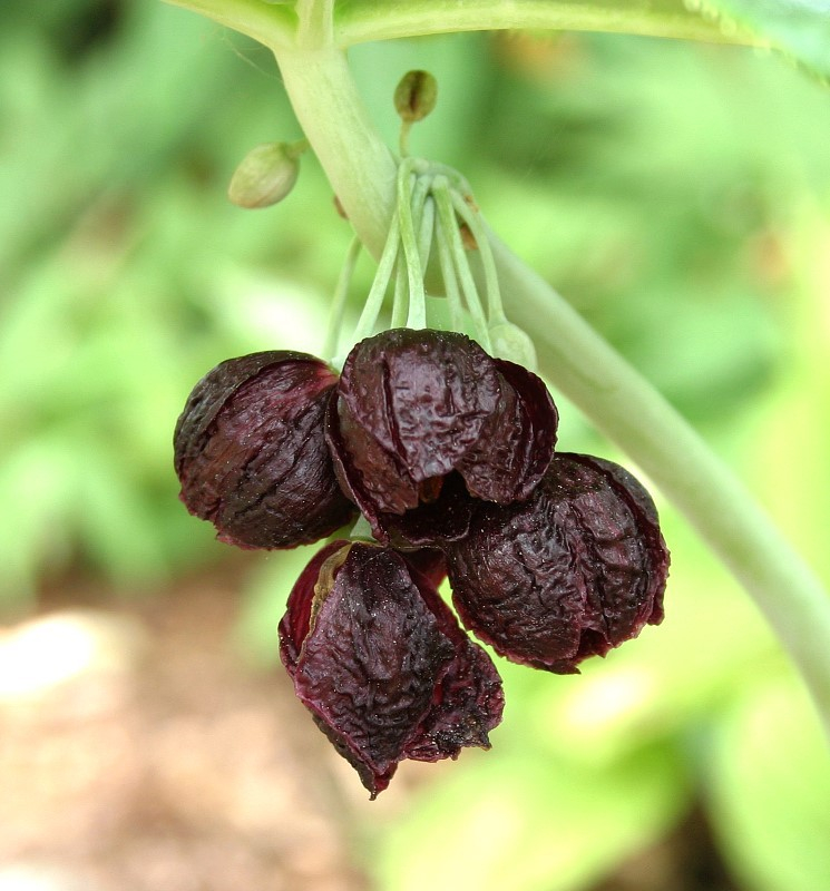 Podophyllum spec.