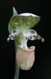 Cypripedium yatabeanum